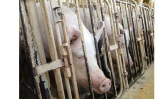 PHOTO: Sows lined up in crates. An undercover HSUS investigation in spring 2012 revealed cruelty and unsanitary conditions at a Wyoming pig breeding facility owned by a pork supplier. Courtesy of HSUS.<br />