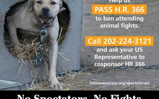 PHOTO: The Humane Society of the United States is trying to build support for legislation to make it a crime to attend an animal fight. Photo credit: HSUS