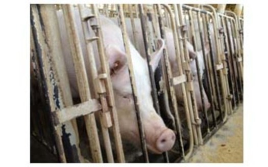 PHOTO: Sows lined up in crates. An undercover HSUS investigation in spring 2012 revealed cruelty and unsanitary conditions at a Wyoming pig breeding facility owned by a pork supplier. Courtesy of HSUS.<br />