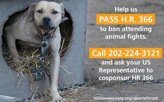 PHOTO: The Humane Society of the United States is trying to build support for legislation to make it a crime to attend an animal fight. Photo credit: HSUS