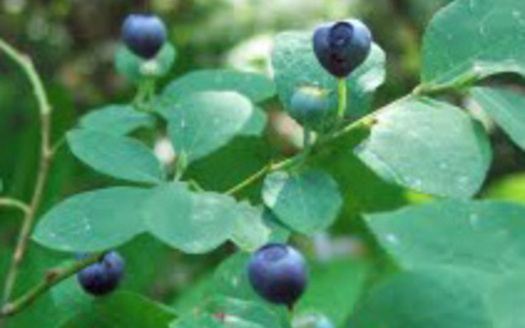 PHOTO: Its huckleberry season in Idaho, and people arent the only ones looking for the sweet treats  bears love them, too, so harvesters need to be 