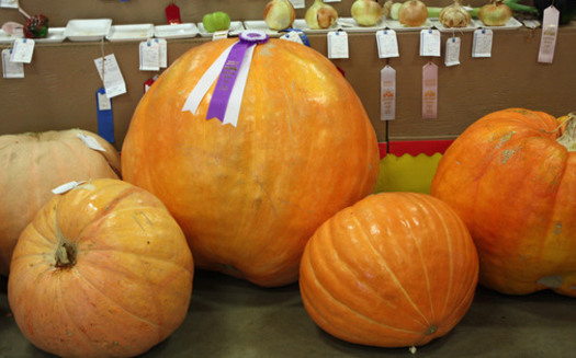 PHOTO: Big pumpkins and big ideas. AARP Iowa has set up a 'listening' post at the Iowa State Fair to gather ideas about the future of Medicare and Social Security. Photo credit: Deborah C. Smith