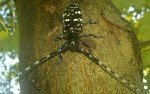 PHOTO:  August is a peak time of emergency for the Asian Longhorn beetle, an invasive pest with no known natural predators found investing trees in five states, including Ohio. Photo of Asian Longhorn Beetle. Credit:Ohio Department of Agriculture.