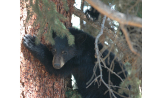 Bears in the Sandia Mountains are entering towns looking for food during the long New Mexico drought.<br />Courtesy of: Jim Robertson.<br />