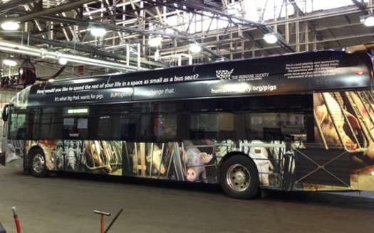 Photo: HSHS bus wrap ads publicizing gestation crate concerns in Washington, DC. Courtesy: HSUS