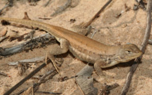 PHOTO: The U-S Fish and Wildlife Service is being taken to court over the protection of the dunes sagebrush lizard. Defenders of Wildlife says the lizard's habitat is being damaged in 3 Texas counties, but the report from the state comptroller says not a single acre has been impacted. CREDIT: USFWS
