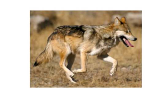 PHOTO: Preservation of the Mexican gray wolf is the subject of a public meeting in Albuquerque on Oct. 4. Photo credit: Jim Clark, courtesy of USFWS. 
