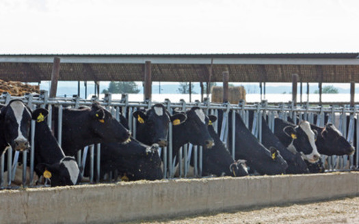 PHOTO: Cattle producers in Wyoming and around the country are rethinking feedlot practices after Merck Animal Health recently pulled a popular growth-accelerating drug from the market. Photo credit: Deborah C. Smith