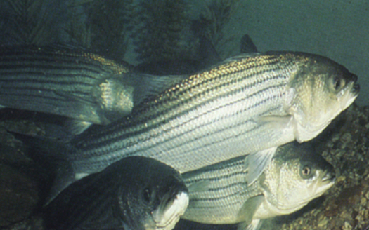 Photo: Striped Bass are among the species at risk. Courtesy: TalkingFish.org