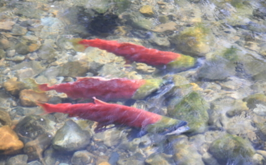 PHOTO: Will the fourth federal plan to save endangered salmon species make headway? Its critics say it isn't much different than earlier plans that were found lacking. Photo credit: iStockphoto.com.