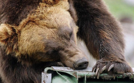 PHOTO: Montana is taking over grizzly bear livestock loss compensation program, while Defenders of Wildlife is spending more on coexistence projects. Photo credit: USFWS
