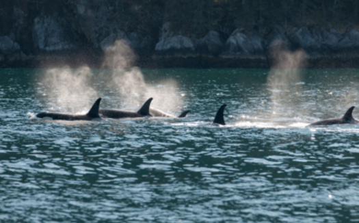PHOTO: The Navy tries to watch for orcas before blasting sonar during training, but a federal judge says new research must be taken into account that might restrict training in areas while whales and dolphins are present. Photo credit: iStockphoto.com.