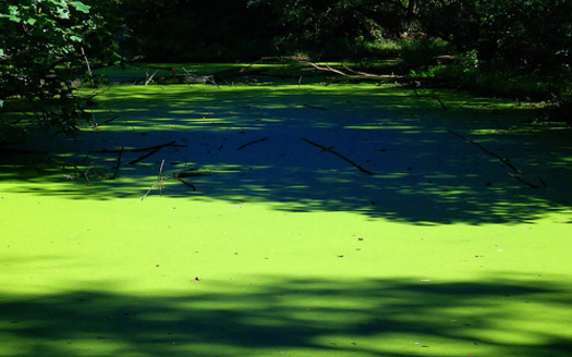 PHOTO: An increase in farm fertilizer runoff along with more severe weather is leading to a larger number of reports of toxic algae blooms in U.S. waterways. It can make people ill and kill pets and wildlife. Photo credit: Ben Townsend.
