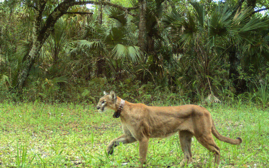 Photo: There are 100 to 160 panthers left in Florida. Courtesy: US Fish and Wildlife Service Trail Camera Project