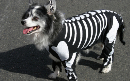 PHOTO: This Halloween, the most important part of your pet's 
