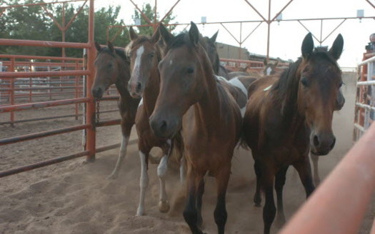 PHOTO: A court action is stopping a New Mexico company from opening its horse slaughterhouse, at least temporarily. Photo courtesy HSUS. 
