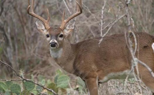 PHOTO: A new report examines the way climate change is impacting Ohio's big game and their habitat. Photo courtesy NWF.