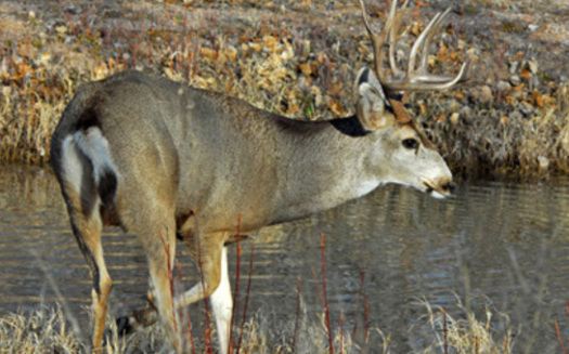 PHOTO: A National Wildlife Federation report finds that a changing climate is bad news for most of Montana's big game species. Photo credit: U.S. Forest Service