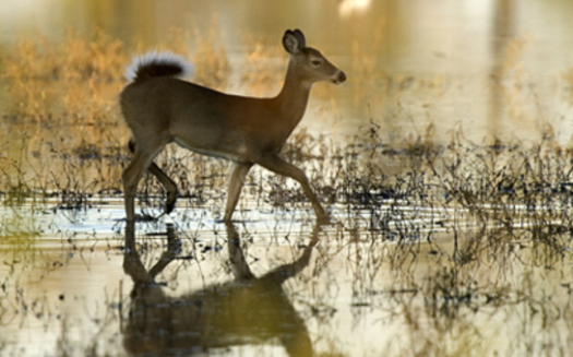 PHOTO: A new National Wildlife Federation report outlines how climate change is affecting big game, making a connection between a bleeding disease and Iowa's white-tailed deer. Photo credit: U.S. Forest Service