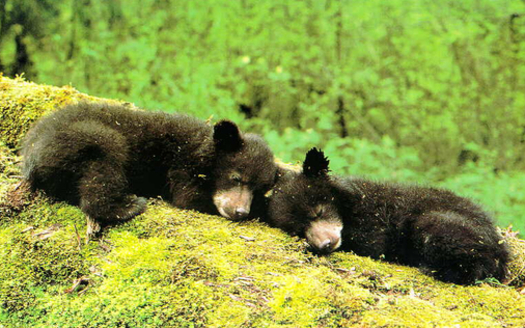 Photo: North Carolina's black bears can be found from the mountains to the coast. Courtesy: USFWS Headquarters