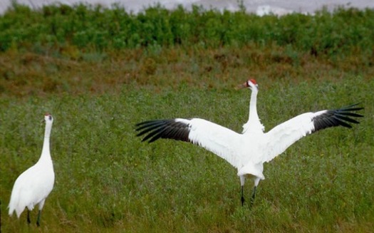 PHOTO: A flock of around 300 whooping cranes is now returning to Texas for the winter after flying in from summer breeding grounds in Canada. CREDIT: Texas Parks and Wildlife