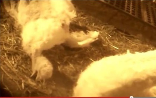 PHOTO: A western Minnesota turkey farm is facing allegations of animal cruelty, after the release of an undercover video filmed at the operation by an animal rights group. Photo credit: Compassion Over Killing.