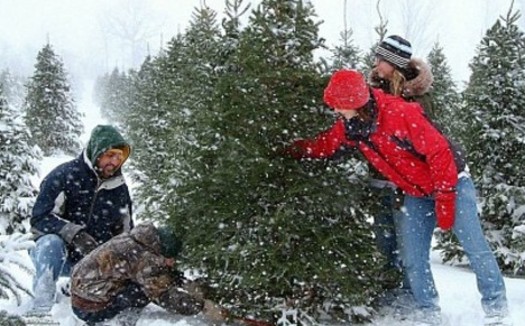 PHOTO: Selecting a family Christmas tree is more than just a chance for making memories, say Michigan tree farmers. It also helps the state's economy. Photo courtesy MCTA. 
