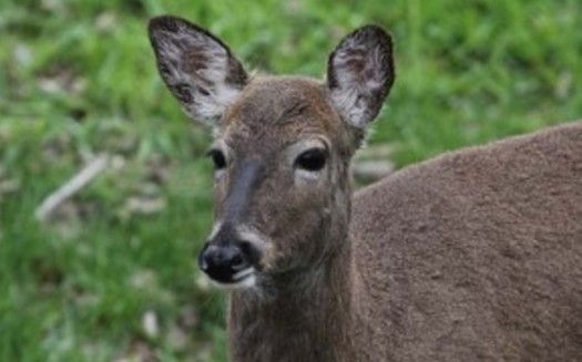 PHOTO: Indiana's deer population is growing, and with it come concerns about overgrazing forests and increased risk of car-deer collisions on the roadways. Experts say it will take compromise and a coordinated effort to find the best solution. Photo credit: Matt Miller, The Nature Conservancy.