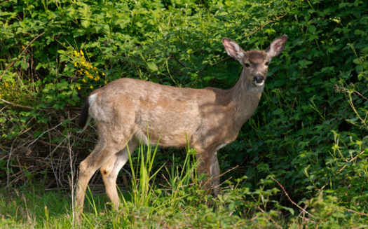 PHOTO: Some conservationists are warning that the increasing deer population is having a profound impact on the ecosystem, even changing the composition and structure of forests. Photo credit: Dcoetzee, via Wikimedia Commons.