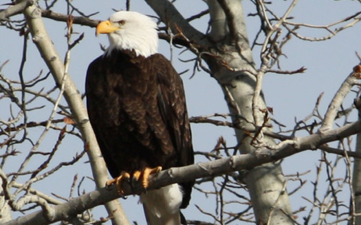 PHOTO: The bald eagle is listed as one of 10 success stories in a report that looks at the Endangered Species Act as it turns 40 this month. Photo credit: Deborah C. Smith