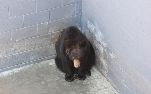 PHOTO: A bear at a North Carolina roadside zoo in a barren cage. The group PETA is asking the USDA to enforce humane standards for bears in captivity. Photo courtesy PETA.