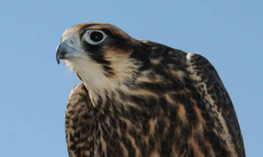 PHOTO: The peregrine falcon is among the success stories highlighted in a report marking the 40th Anniversary of the Endangered Species Act. Credit: U.S. Fish and Wildlife Service/Frank Doyle.
