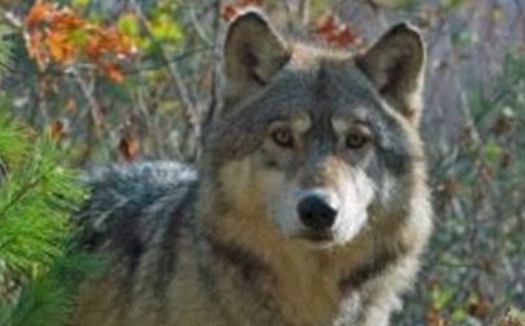 PHOTO: After a controversial bill passed in the Michigan Legislature, 2013 marks the first year wolves have been hunted in the upper peninsula. Whether that hunt will continue could be up to voters in Nov. 2014. Photo courtesy Keep Michigan Wolves Protected. 