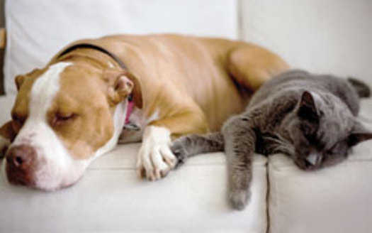 Holiday food and decor can be dangerous for pets. Photo courtesy of the HSUS.