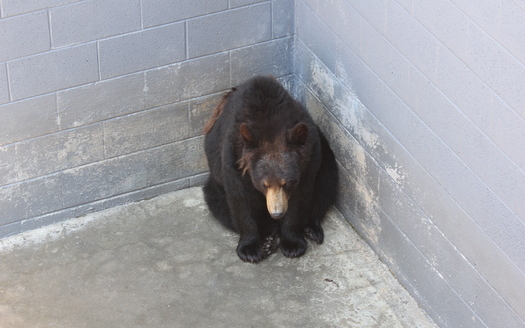 PHOTO: A bear at a roadside zoo in a barren cage. The group PETA is asking the USDA to enforce humane standards for bears in captivity. Photo courtesy PETA.