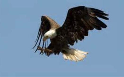 PHOTO: Bald eagles are dying in Utah from eating dead birds infected with West Nile Virus, according to an official with the state Division of Wildlife Resources. Photo courtesy of the U-S Fish and Wildlife Service.