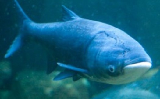 PHOTO: Conservation leaders say a physical barrier is the best method to stop the spread of invasive Asian carp from the Mississippi River into the Great Lakes. Photo credit: Credit: Flickr/kate.gardiner.