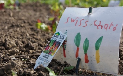 PHOTO: There are about 500 vegetable gardens planted at Oregon schools, and the state's first School Garden Summit takes place on Mon., Jan. 13 near Salem.  Photo credit: Linda Colwell