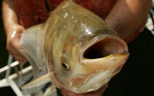 PHOTO: Conservationists say a physical barrier is the only viable method to keep Asian carp in the Mississippi River from entering the Great Lakes. Photo courtesy of USFWS.