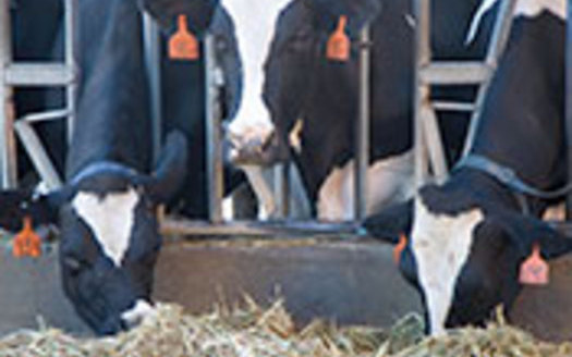 PHOTO: The Humane Society of the United States wants to end the practice of cutting off the tails of dairy cows, calling it inhumane and unnecessary. Photo credit: WI Dept. of Agriculture