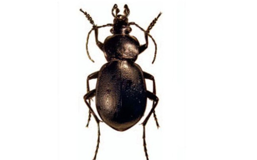 PHOTO: Farmers and ag professionals are meeting in Hailey today to learn about beneficial insects and other critters, and how to make them part of the farm family. For example, this predaceous ground beetle eats slugs. Photo credit: Wikipedia Commons