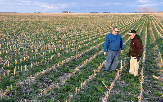 PHOTO: As more farmers across the state and the country turn to cover crops, the latest trend of mixing species can have an even greater impact. Photo credit: Natural Resources Conservation Service.