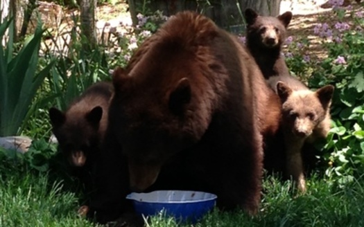 PHOTO: Black bears eating garbage and roaming around populated areas near Lake Tahoe when they should be hibernating is the result of Nevada's severe drought, according to the Nevada Department of Wildlife. Photo courtesy of the state Department of Wildlife.