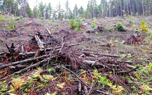 PHOTO: The groups that want to stop the White Castle timber sale point to another BLM experimental harvest known as Buck Rising (part of which is seen here), saying the result looks too much like clear-cutting. Photo credit: Francis Eatherington