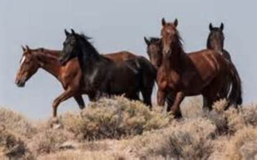 PHOTO: Owning a horse that once roamed the Nevada range is possible through a state adoption program. Photo courtesy Bureau of Land Management.