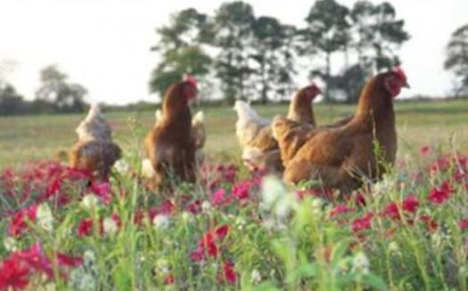 PHOTO: Pasture-raised hens get 2.5 acres per 1,000 hens to roam and feed, according to guidelines developed by the Virginia-based group Humane Farm Animal Care. Photo courtesy HFAC.