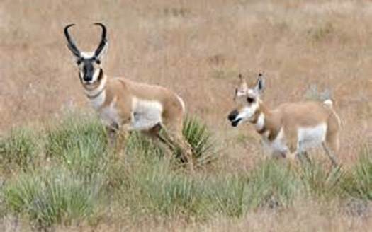 PHOTO: In a unique exchange, New Mexico is sending some pronghorn to Arizona for some of the Grand Canyon State's Gould's turkeys. Photo credit: New Mexico Dept. of Game and Fish.