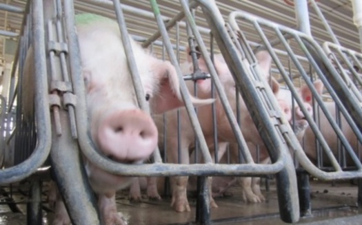 PHOTO: Columbus-based Wendys is demanding quarterly reports from pork suppliers about their ability to provide pork produced without the use of gestation crates. Photo credit: Humane Society of the United States.