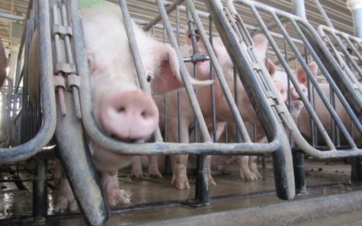 PHOTO: Fast-food giant Wendys is demanding quarterly reports from pork suppliers about their ability to provide pork produced without the use of gestation crates. Photo credit: Humane Society of the United States.