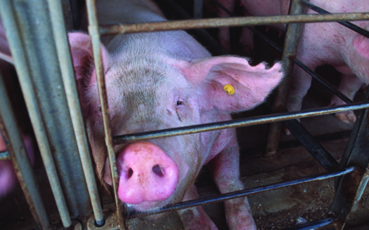 Photo: HSUS and other groups argue the use of gestation crates in pork production is inhumane. Courtesy: HSUS